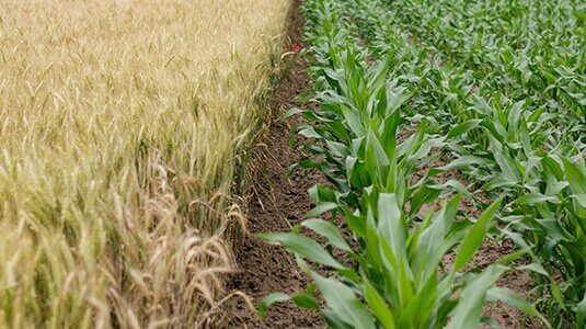 Predictive technologies and Crop simulations